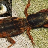 Medvedka - kako se nositi s njom narodnim lijekovima